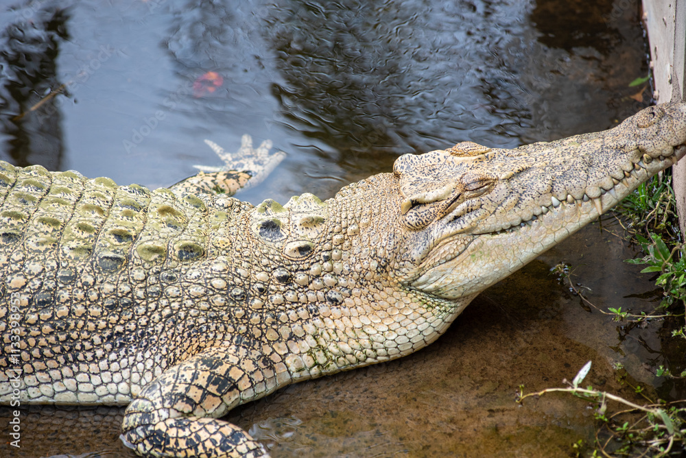 Close Up Of Yellow Crocodile Laying In Water Close Up Of Yellow Crocodile Laying In Water