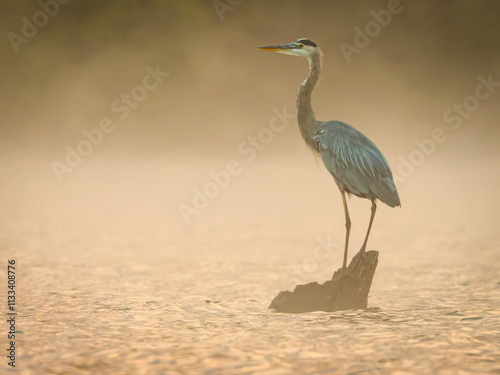 Obraz na płótnie great blue heron w salonie