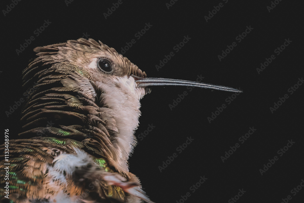 Hummingbird