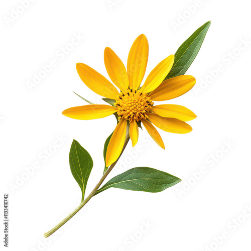 Arnica flower with vibrant yellow petals and green leaves isolated on a bright transparent background, Arnica flower on aisolated on transparent background