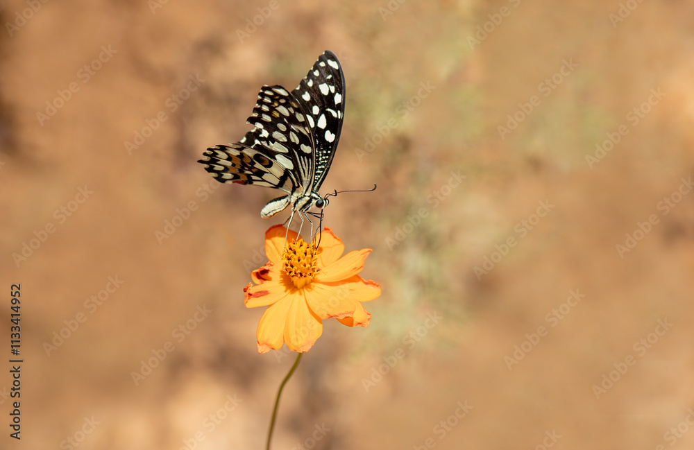 Nusaybin Beauty butterfly (Princeps demoleus) feeding on a flower