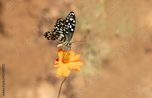 Nusaybin Beauty butterfly (Princeps demoleus) feeding on a flower photo