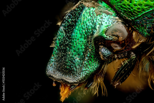 Extreme macro shot of a rose chafer beetle (Cetonia aurata) photo