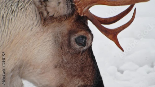 A beautiful Reindeer or caribou (Rangifer tarandus) licking her legs in Norway.