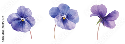 Delicate Watercolor Pansy Flowers on White Background