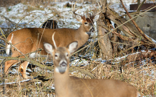 Friday 13th. Bucks. 5 bucks hanging out together. 2 with broken racks.