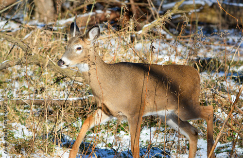 Friday 13th. Bucks. 5 bucks hanging out together. 2 with broken racks.