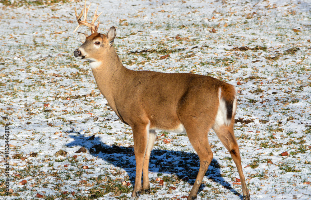 Friday 13th. Bucks. 5 bucks hanging out together. 2 with broken racks.