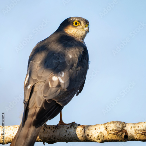 Eurasian sparrowhawk Accipiter nisus. The bird sits on a stick in the forest, on a beautiful background