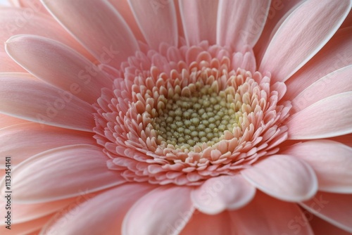 Close up view of a delicate pink flower highlighting intricate details and te...