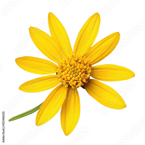 Bright yellow arnica flower isolated on a transparent background, showcasing its unique shape and vibrant color, Arnica flower on aisolated on transparent background photo