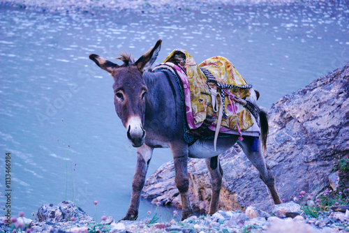 A donkey with a load on its back eats grass and flowers near a lake in the mountains photo