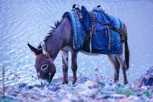 A donkey with a load on its back eats grass and flowers near a lake in the mountains photo