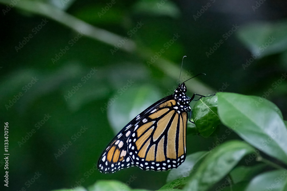 Obraz premium The Monarch Butterfly or simply Monarch (Danaus plexippus).