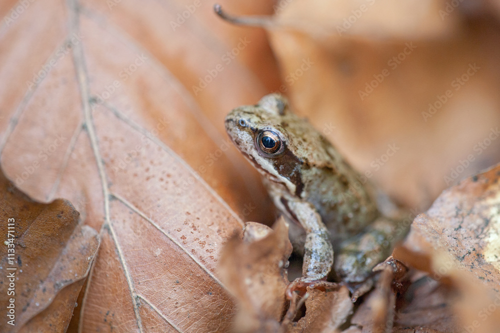 Fototapeta premium portrait of a grass frog