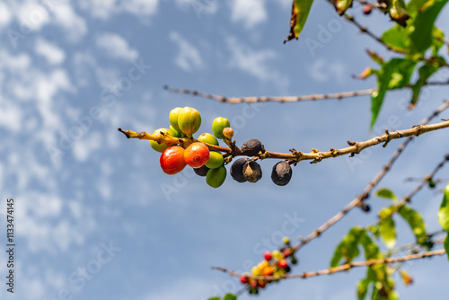 Coffee plant with red coffee beans in direct sunlight in front of blue sky, closeup, blurred background, sunny day and clouds. Commercial Concept photo, soft light, high resolution. photo