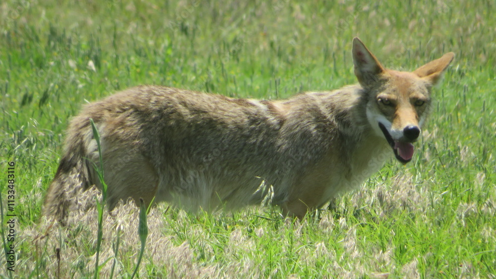 Fototapeta premium Coyote in a grassy field 