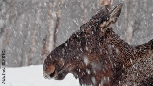 Extreme close up of head of a Moose or Elk (Alces Alces) in heavy snow in Norway.