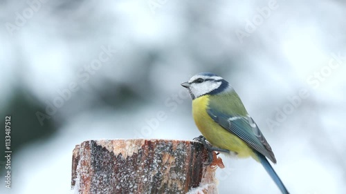 blue and great tit bird on branch fetch food watch alert fly away winter scene Cyanistes caeruleus natural world norway