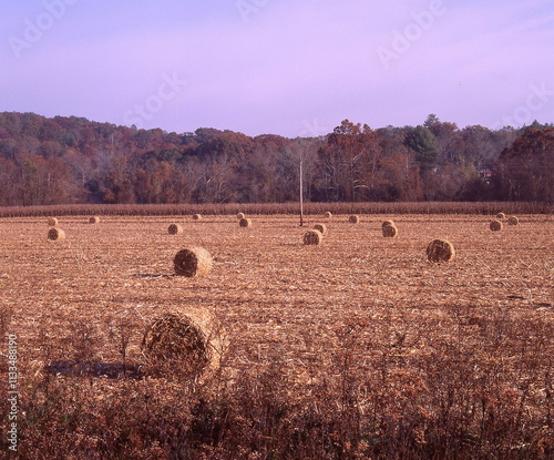 Hay bales in the field