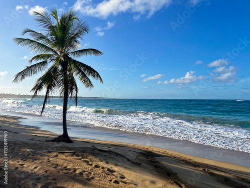 Plage des caraïbes dans une réserve naturelle avec une mer bleue turquoise et un seul cocotier et une très grande plage de sable blanc paradisiaque 