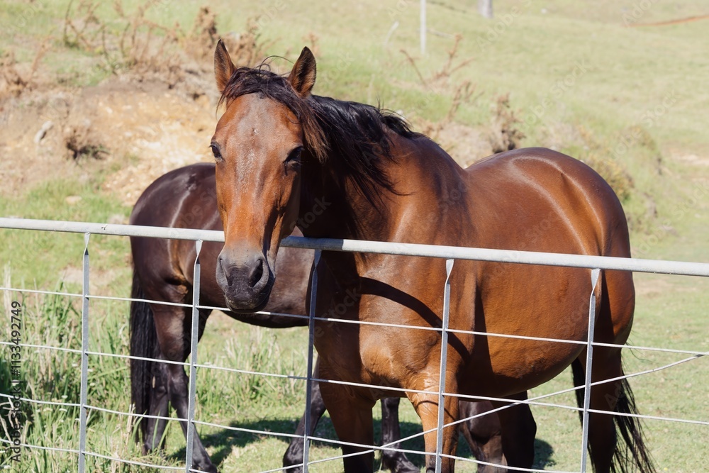 Brown horse stands behind a wire fence, with a dark horse partially visible. Peaceful rural scene. , PORT CHARLES, COROMANDEL PENINSULA, NEW ZEALAND Brown horse stands behind a wire fence, with a dark horse partially visible. Peaceful rural scene. , PORT CHARLES, COROMANDEL PENINSULA, NEW ZEALAND