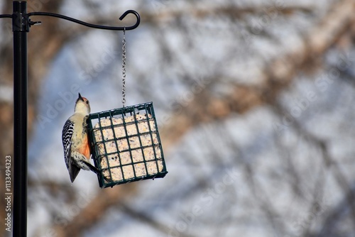 Backyard Birding - Red-bellied woodpecker photo