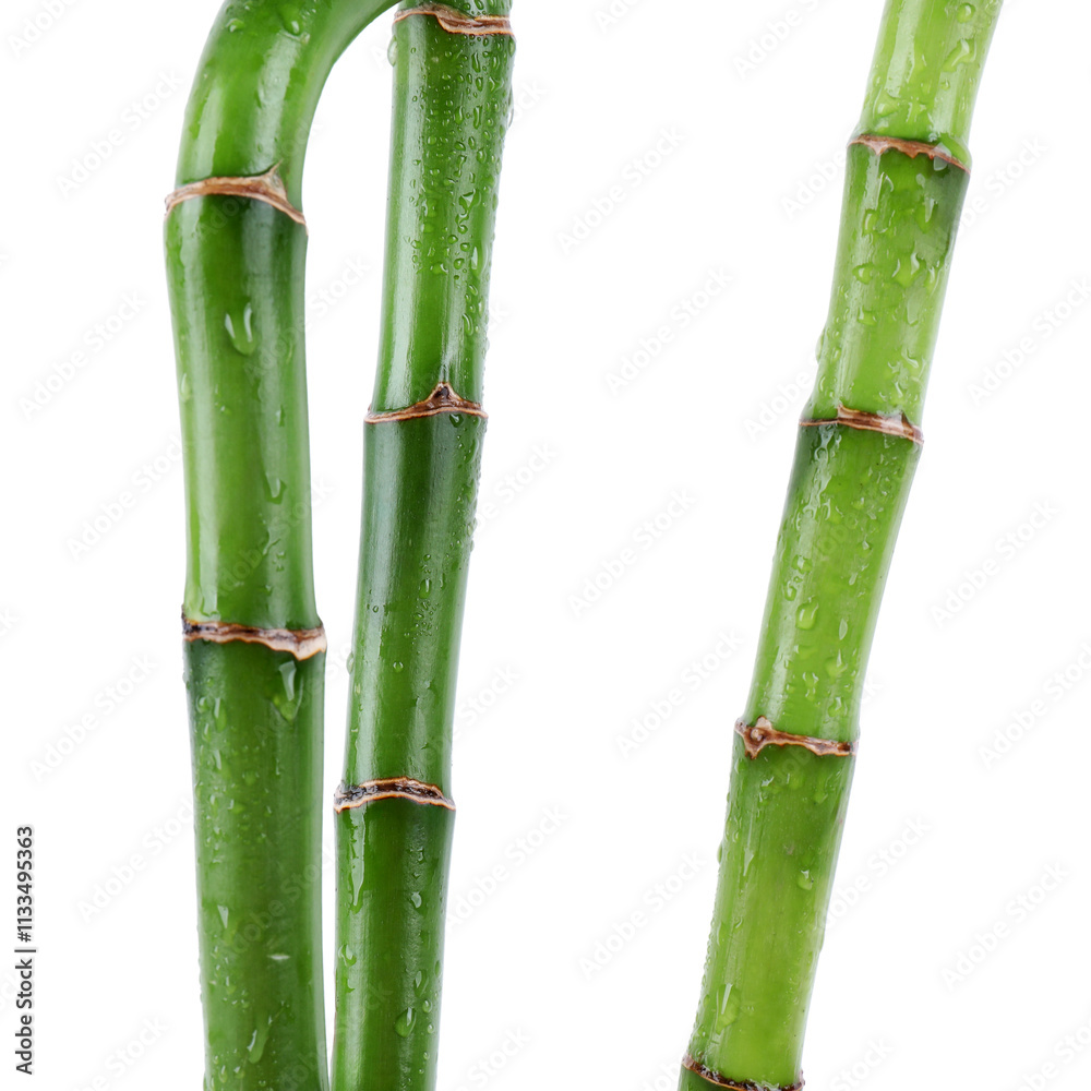 Fototapeta premium Stems of decorative bamboo plant isolated on white
