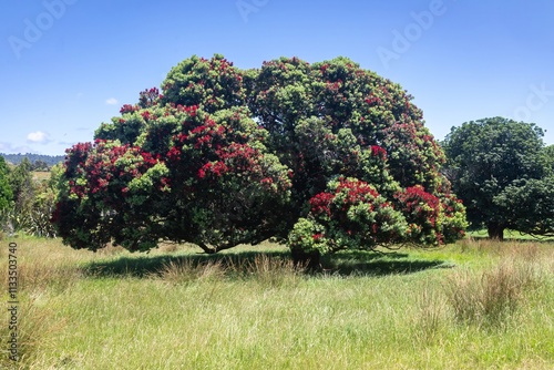 Vibrant pohutukawa tree laden with red blossoms, in a grassy field under a clear blue sky. Nature's beauty. , WAHARAU REGIONAL PARK, AUCKLAND, NEW ZEALAND photo