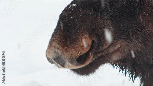 Extreme close up of face and Snouts of a Moose or Elk (Alces Alces) in heavy snow in Norway.