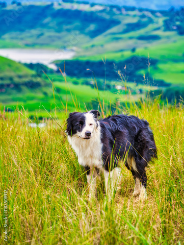 Obraz na płótnie Scenic and tranquil landscape of the Drakensberg mountain with a border collie puppy standing in the grass, KwaZulu-Natal, South Africa w salonie
