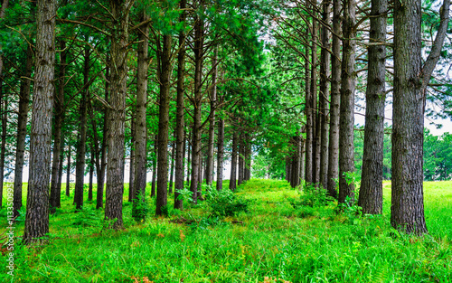 Obraz na płótnie Scenic and tranquil landscape of the Drakensberg mountain with a pine trees forest, KwaZulu-Natal, South Africa w salonie