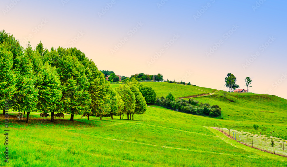 Zebras under the trees on a lush green hill with houses on top, surrounded by trees, KwaZulu-Natal, South Africa
