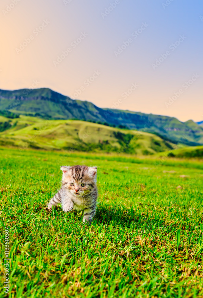 Kitten walking on grass with the Drakensberg mountain in the background, KwaZulu-Natal, South Africa