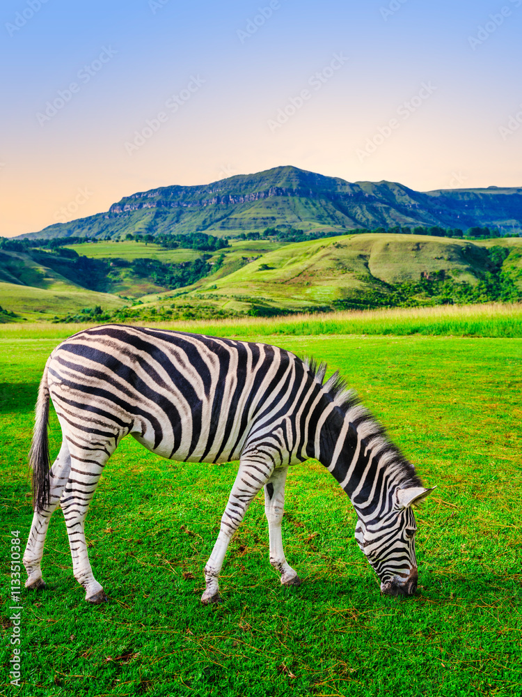 Vertical view of a zebra grazing in a lush grass field in the valley below, with the towering Drakensberg mountain in the background, KwaZulu-Natal, South Africa