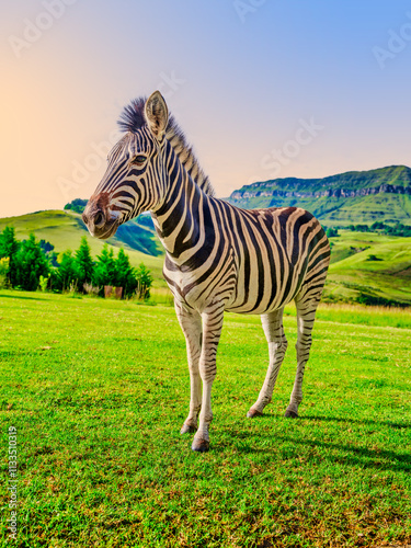 Obraz na płótnie Vertical view of a zebra standing in a lush grass field with the Drakensberg mountain in the background, KwaZulu-Natal, South Africa w salonie