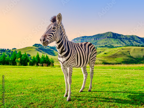 Obraz na płótnie Lush grass field with a zebra standing and the Drakensberg mountain in the background, KwaZulu-Natal, South Africa w salonie
