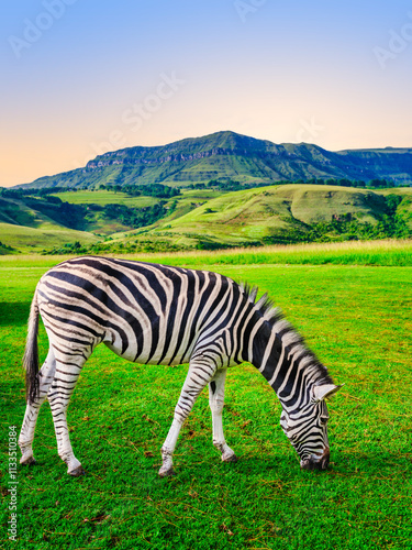 Obraz na płótnie Vertical view of a zebra grazing in a lush grass field in the valley below, with the towering Drakensberg mountain in the background, KwaZulu-Natal, South Africa w salonie