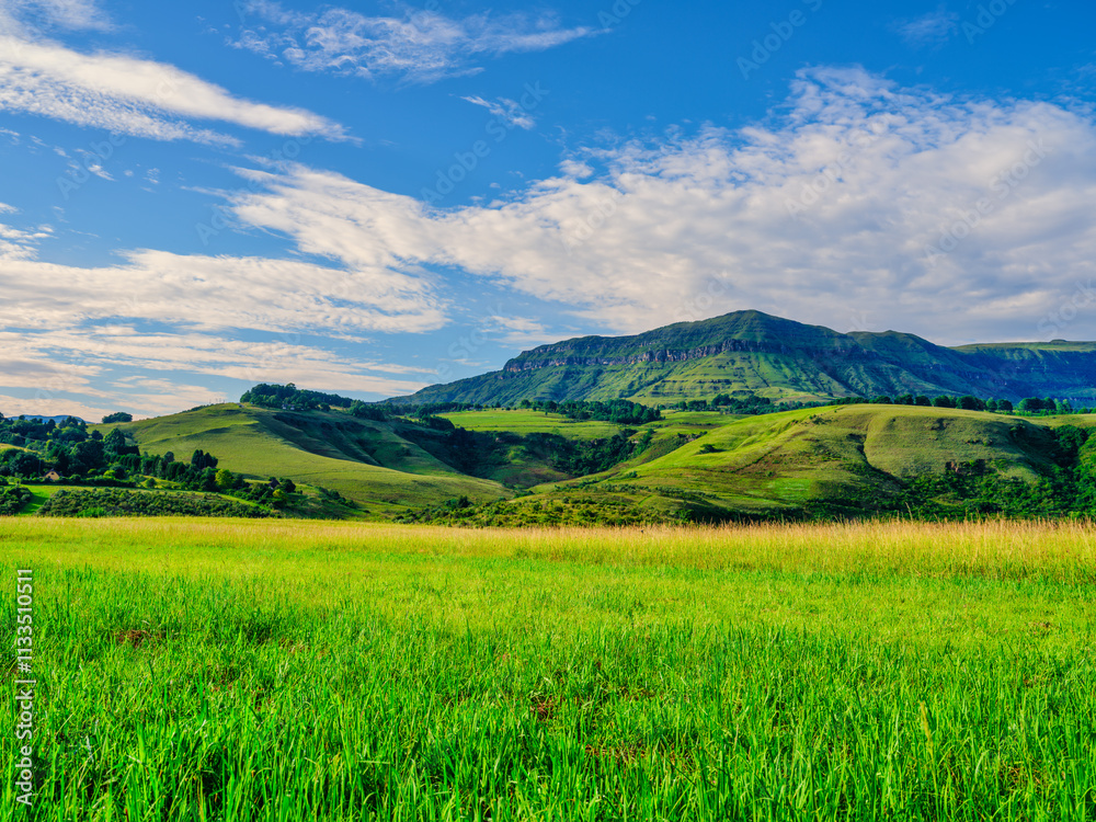 Gentle rolling hills and Drakensberg mountains in the background of a green grassland under a blue sky with fluffy white clouds, KwaZulu-Natal, South Africa