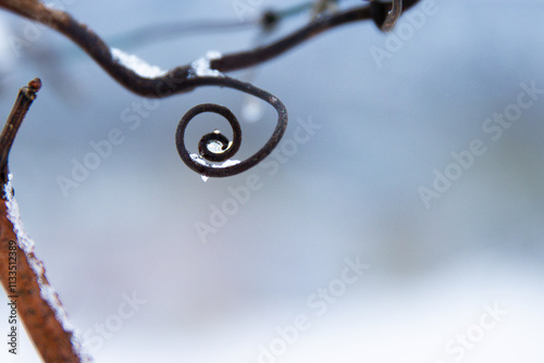 Frozen vine spiral covered in ice and frost, symbolizing natural cycles, balance, and waldorf anthroposophic spirituality,  growth and renewal, nature geometry design. Blurred background. Copy space
 photo