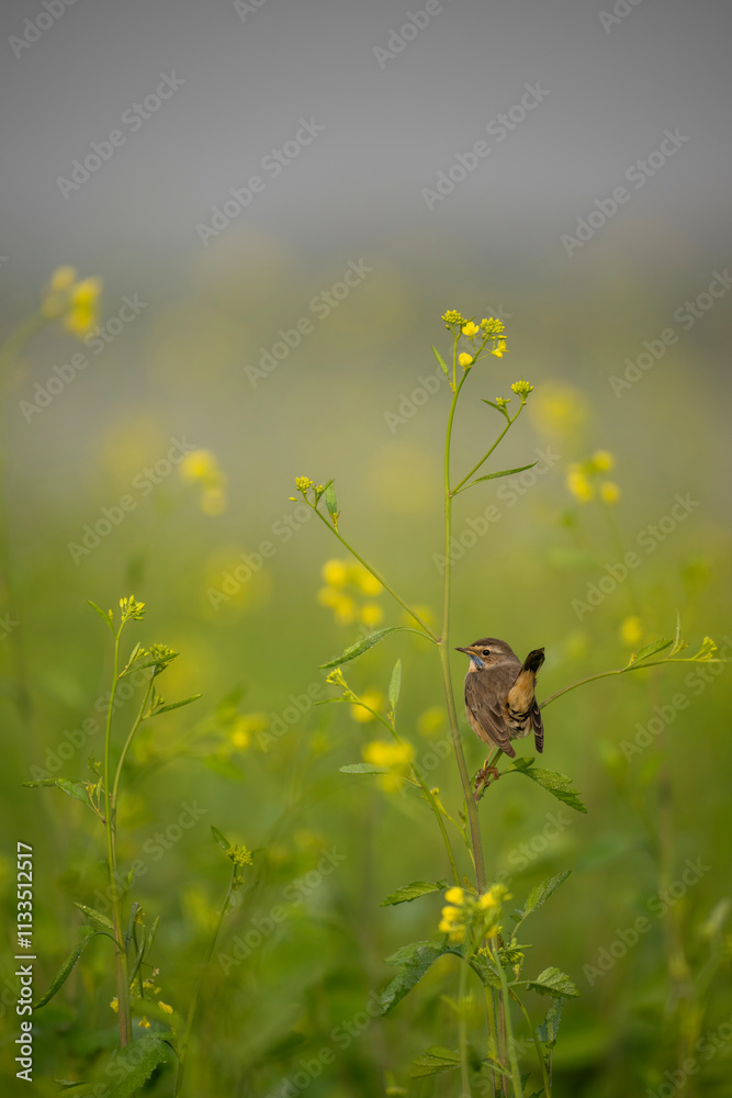 A beautiful shot of a bird, likely a Bluethroat, perched on a mustard plant stem, in the midst of vibrant yellow flowers.