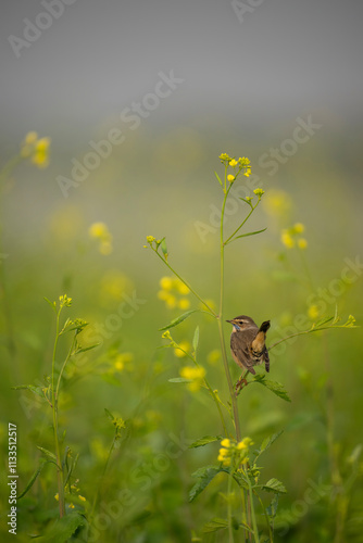 Obraz na płótnie A beautiful shot of a bird, likely a Bluethroat, perched on a mustard plant stem, in the midst of vibrant yellow flowers. w salonie