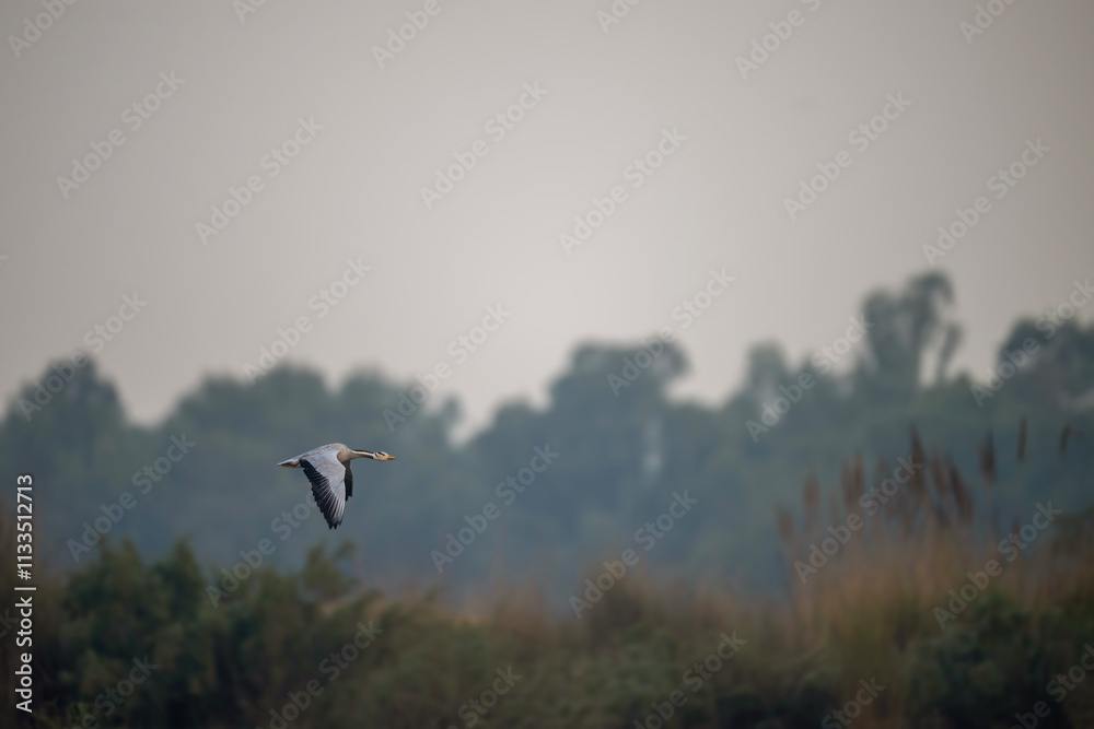 The Single Bar headed Goose Bird Flying