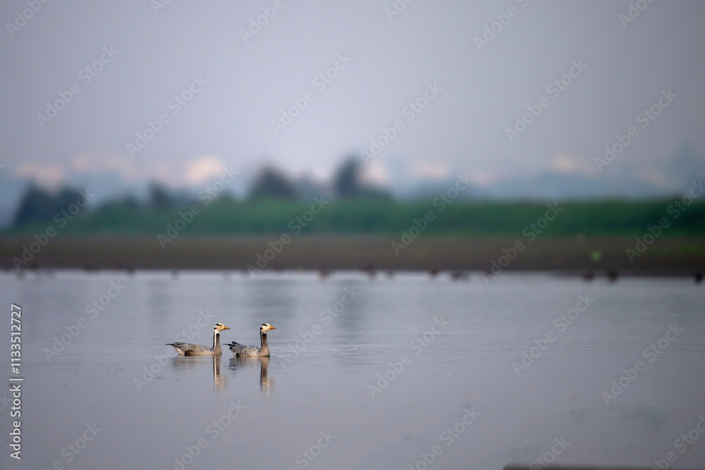 Two Bar Headed Geese Swimming Calm Water Misty Morning Landscape