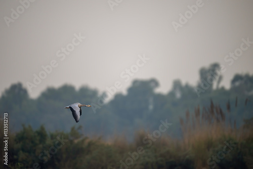 Obraz na płótnie The Single Bar headed Goose Bird Flying w salonie
