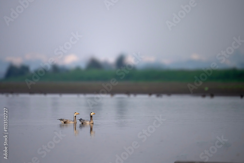 Obraz na płótnie Two Bar Headed Geese Swimming Calm Water Misty Morning Landscape w salonie