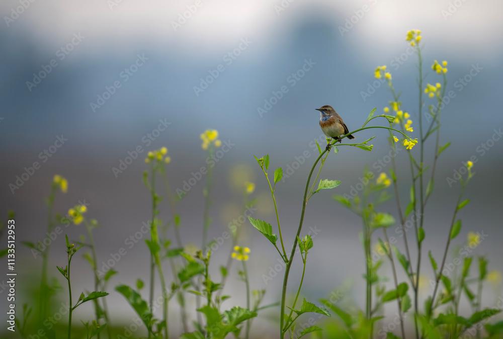 A beautiful shot of a bird, likely a Bluethroat, perched on a mustard plant stem, in the midst of vibrant yellow flowers.