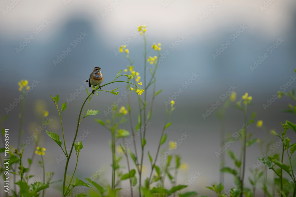 A beautiful shot of a bird, likely a Bluethroat, perched on a mustard plant stem, in the midst of vibrant yellow flowers.