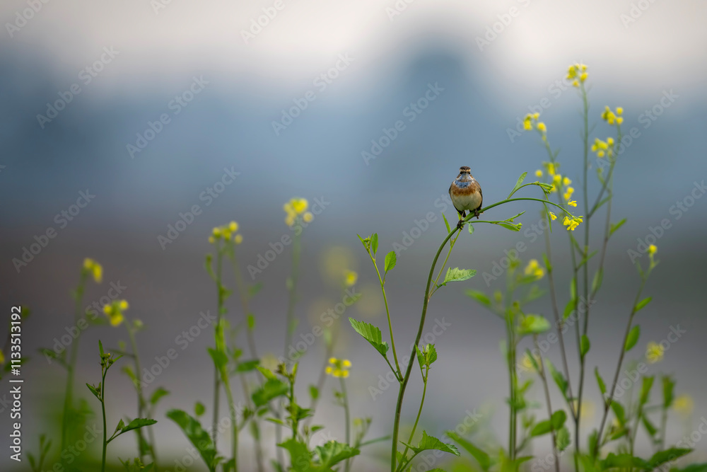 A beautiful shot of a bird, likely a Bluethroat, perched on a mustard plant stem, in the midst of vibrant yellow flowers.