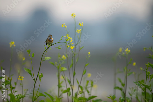 Obraz na płótnie A beautiful shot of a bird, likely a Bluethroat, perched on a mustard plant stem, in the midst of vibrant yellow flowers. w salonie